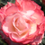 Alb - roșu - Trandafir teahibrid - Nostalgie®